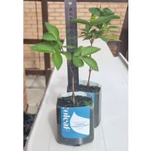 2x Winter Honeysuckle plants Bee friendly shrub live rooted