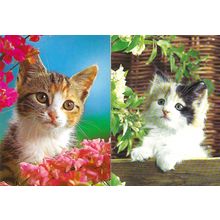 CATS Two Postcards (Bamforth G658, G677)