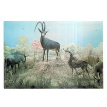 ANTELOPES unused vintage postcard Natural History museum #