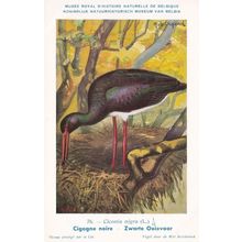 Black Stork Cicogne Noire WW2 Rare Bird Postcard