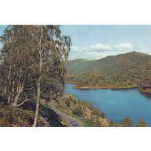 Silver Birches By Loch Beneveian Scottish Postcard