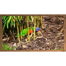 Colourful Lorikeet Among Bamboo Stalks A4 Rustic