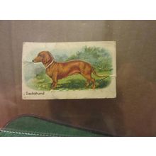 DACHSHUND. No. 4 HUSTLER SOAP 1st series pop-out card