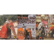 Sri Lanka India 3x Stunning Elephant Procession Carnival Postcard s