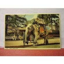 ELEPHANT, BRISTOL ZOO, BRISTOL unused postcard by Harvey Barton in 1960 =