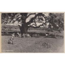 Dyrehaven Denmark Cattle Farm Postcard