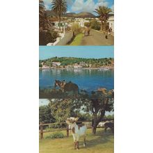 Devon Donkey Sanctuary Lanzarote Corfu 3x Donkeys Postcard