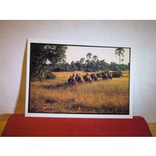 ABU'S CAMP, BOTSWANA, AFRICA unused postcard =