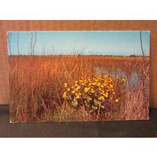 KINGCUPS flowers unused vintage postcard by Nature Conservancy Council =