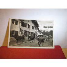 CATTLE IN THE STREET, MITTENWALD, GERMANY unused vintage postcard RP =
