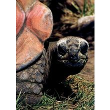 Wild and Funky - Turtle - Tree Free Greeting Card - 11304