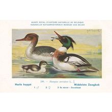 Red Breasted Merganser Mergus Serrator WW2 Bird Vintage Rare Postcard