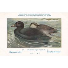 Common Scoter Melanitta Nigra WW2 Bird Vintage Rare Postcard