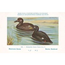Velvet Scoter Melanitta Fusca WW2 Bird Vintage Rare Postcard