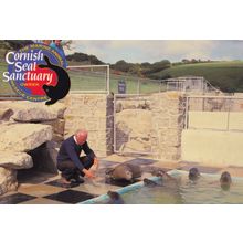 Isolation Pool Feeding Training Time Cornish Seal Sanctuary Postcard