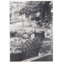 Italian Tabby Cat On Windowsill In Rain Let Me In Art Postcard