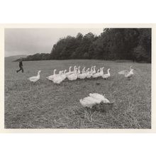 Hungry Manchester Geese Eating in Farm Basket Photo Postcard