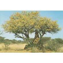 Termite Insect Hill by Bush at Namibia Africa Postcard