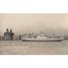 Irish Spruce Shipping Vintage Rare Ship Photo