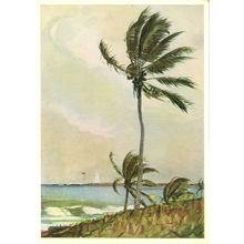 Winslow Homer Palm Tree Nassau Victorian Painting Postcard