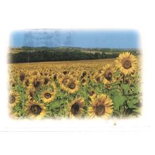 SUNFLOWERS, AGDE, FRANCE used postcard 1998 #