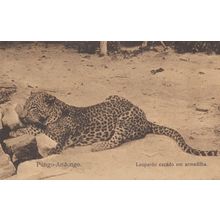 Pungo Leopardo Cacado Em Armadilha Antique Leopard Africa Postcard