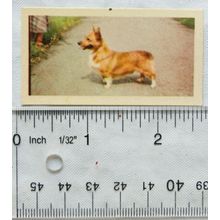 1955 Kane Products card Dogs No. 31 Welsh Corgi