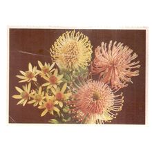 BOUQUET OF PROTEAS flowers...used postcard. 1981 postmark =