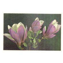 MAGNOLIA FLOWERS used vintage postcard