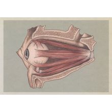 Eye Retina Muscles Eyeball Cross Section Morbid Postcard