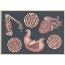Heart & Cardiac Muscle Arm Stomach Muscle Structure Postcard