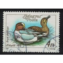 Hungary European Wigeon 'Anas penelope' Bird Wild Duck 2Ft 1988 Canc