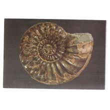 AMMONITE FOSSIL unused vintage postcard BRITISH HISTORY MUSEUM =
