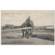 Ceylon Sri Lanka Elephants at Work Original 1900s postcard "Skeen photo" unused