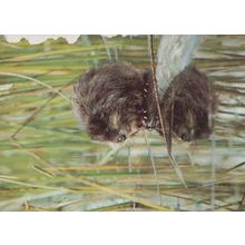 North American Muskrat Postcard