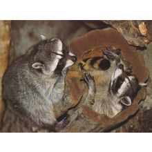 North American Racoon Racoons Postcard