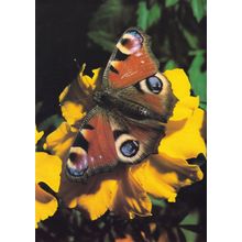 Peacock Fairbourne Welsh Butterfly Zoo Safari Park Postcard