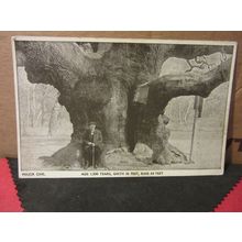 MAJOR OAK, SHERWOOD FOREST, NOTTINGHAM unused postcard =