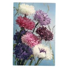 CORNFLOWER flowers unused vintage postcard by J Arthur Dixon P.C. 1146 #