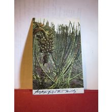 SUGAR CANE, GRAND CANARY, SPAIN used antique postcard =