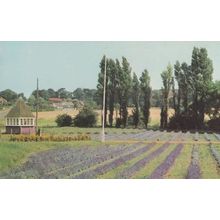 Lavender Corner Heacham Telegraph Poles Norfolk 1970s Postcard