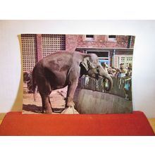 'wendy' indian elephant, BRISTOL ZOO, used postcard by Harvey Barton 1968 pm =