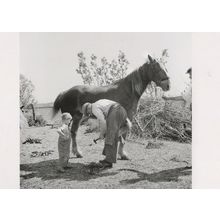 Teaching Shoeing A Horse Circa WW2 Award Photo Postcard