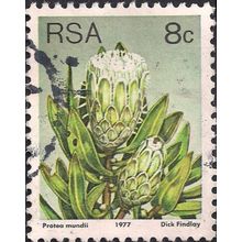 SOUTH AFRICA, FLOWERS, Protea mundii, grey 1977, 8c