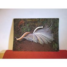 LYREBIRD birds, KALLANGUR, QUEENSLAND AUSTRALIA unused postcard =