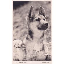 Alsation Puppy Alert Ears Old Dog Postcard