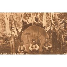 A Section Of Big Fir Tree & Workers BC British Columbia Canada Antique Postcard