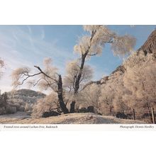 Frosted Trees Winter Badenoch Lachan Ovie Postcard