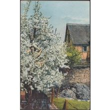 Stimmungsbild - Frühlingsblüte, Gehöft, c.1910s - Nenke & Ostermaier AK
