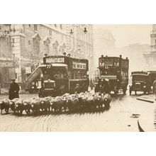 Sheep Cattle In The Strand London Traffic Jam Bus Transport Postcard